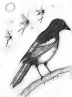 Follow the magpie